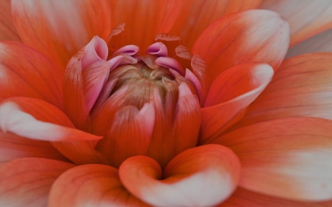 中文域名注册协议-VPS联盟