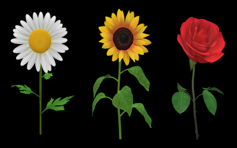 怎么国外租服务器-VPS联盟