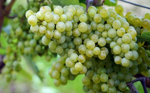 长沙做服务器的公司-VPS联盟