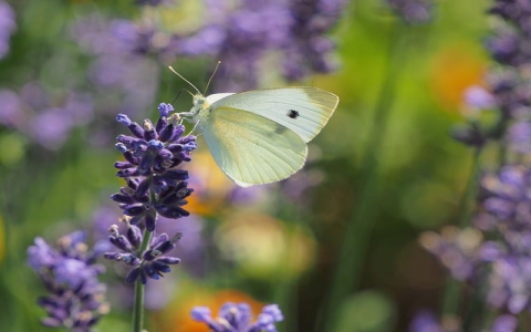 怎么去掉免费空间的广告-VPS联盟