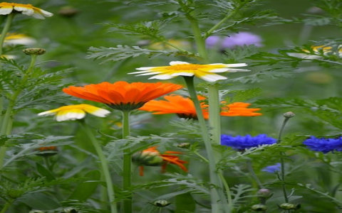 怎么建设网站-VPS联盟