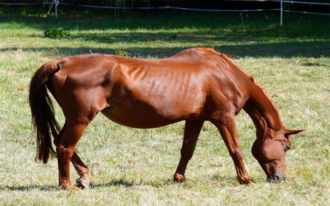 中国电信主服务器-VPS联盟