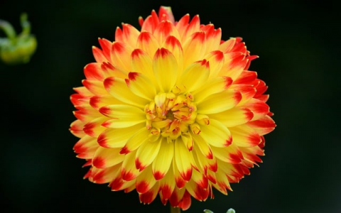 支持mysqli的主机-VPS联盟