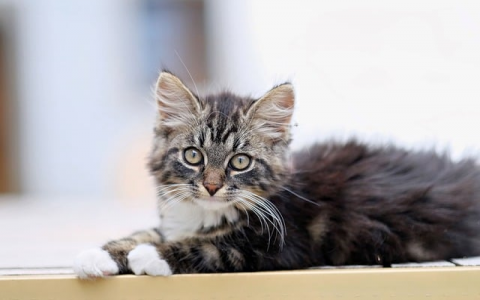 中国电信机房分布图-VPS联盟