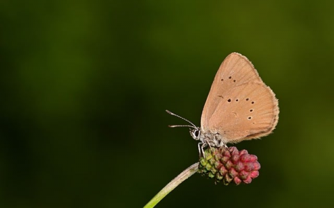 中文域名注册信息查询-VPS联盟