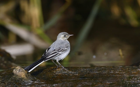 中文域名注册限制-VPS联盟