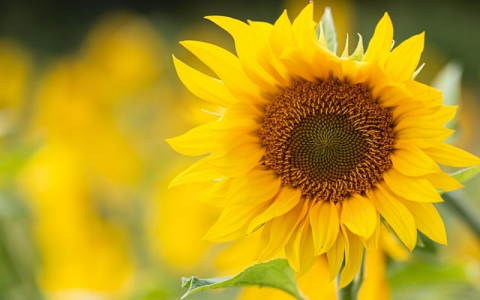 怎么连接加拿大服务器-VPS联盟