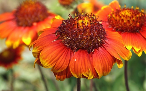 政府部门申请托管服务器的范文-VPS联盟