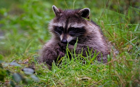 中国网络时间服务器-VPS联盟