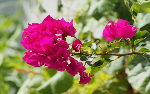 怎么申请免费的域名和空间-VPS联盟