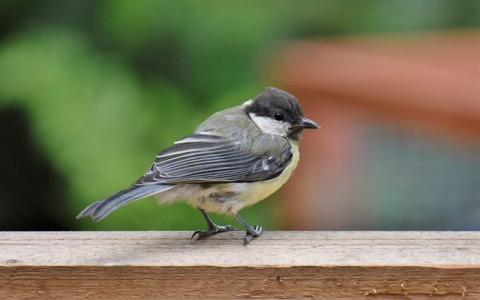 中文商城 域名注册-VPS联盟