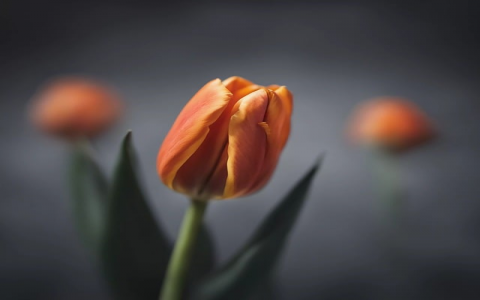 怎样购买美国主机-VPS联盟