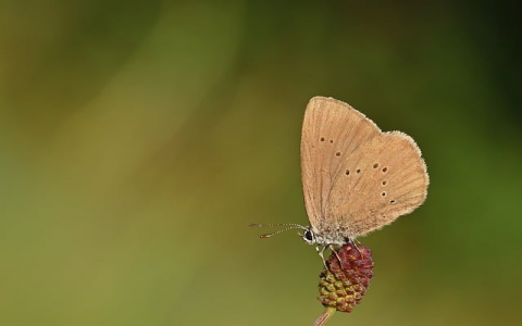 中国名网域名注册-VPS联盟