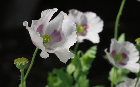 怎么应聘腾讯游戏托-VPS联盟