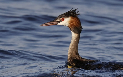 中文域名注册争议-VPS联盟