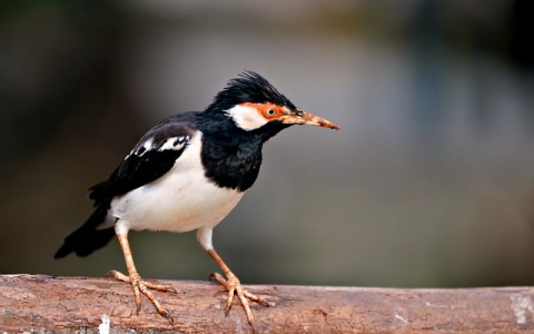 中国电信监控机房职责-VPS联盟