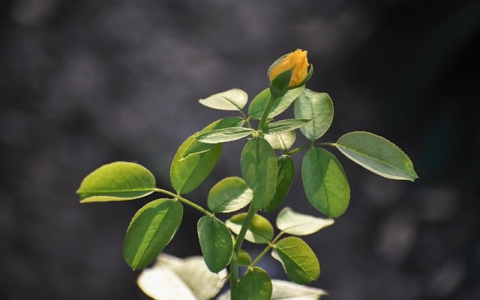 中国idc数据中心-VPS联盟