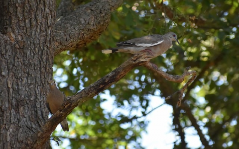 云主机市场需求-VPS联盟