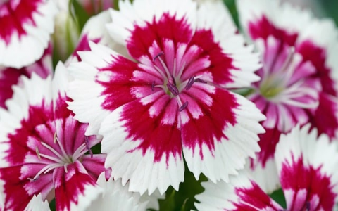 云主机系列-VPS联盟