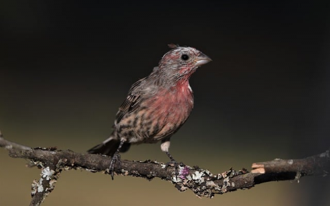 云主机和idc-VPS联盟