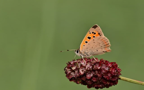 云主机配置价格-VPS联盟