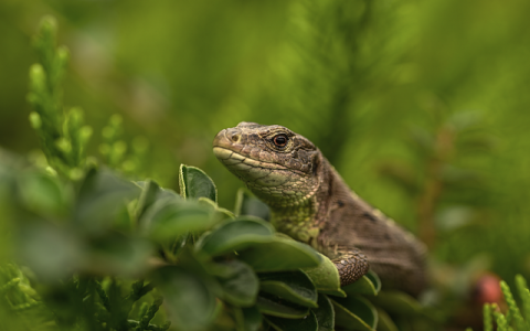 云主机添加网站-VPS联盟