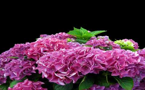 云主机流量有限制吗-VPS联盟