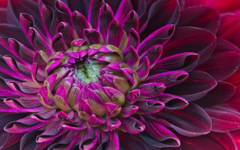 云主机有显卡吗-VPS联盟