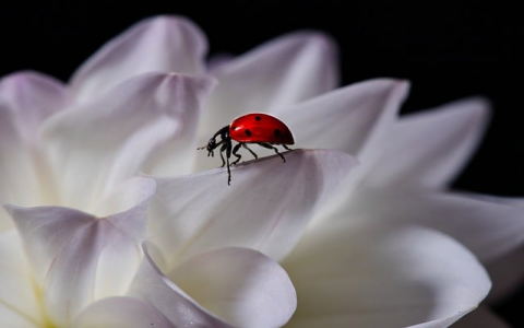 在万网买的域名有空间吗-VPS联盟