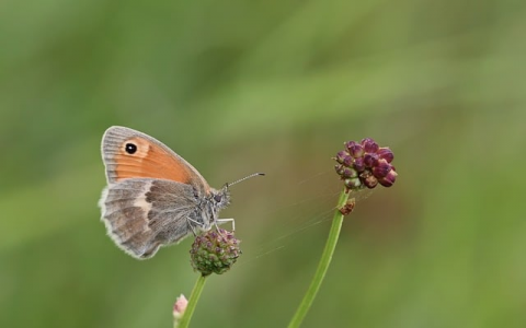 在韩国手机无服务器-VPS联盟
