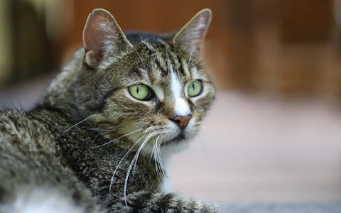 云主机管理 安卓-VPS联盟