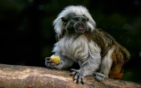 云主机介绍-VPS联盟