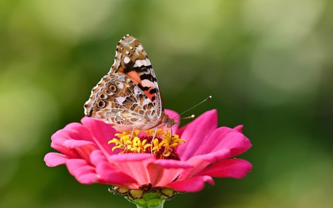 云主机是vps么-VPS联盟