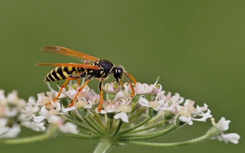 在线域名注册查询-VPS联盟