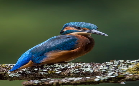 云主机怎么绑定域名-VPS联盟