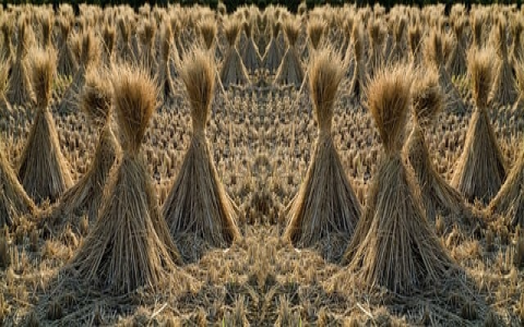 云主机技术-VPS联盟