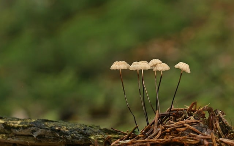 云主机快照实现-VPS联盟