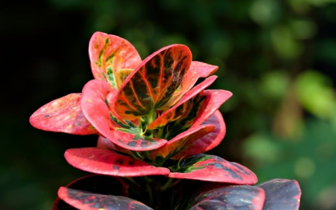 云主机上怎么建数据库-VPS联盟