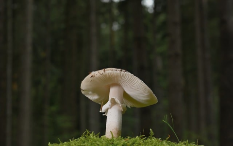 云主机环境架设-VPS联盟