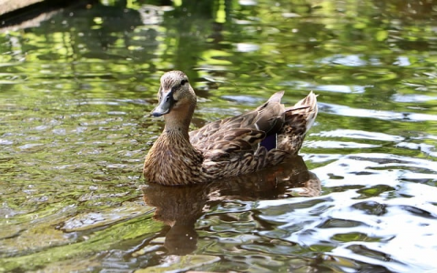 云主机助手是什么东西-VPS联盟