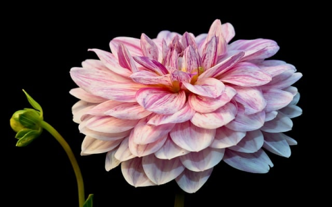 在日本怎么找服务器-VPS联盟