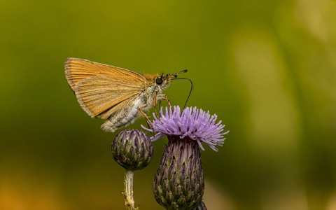 运维服务器管理费每年-VPS联盟