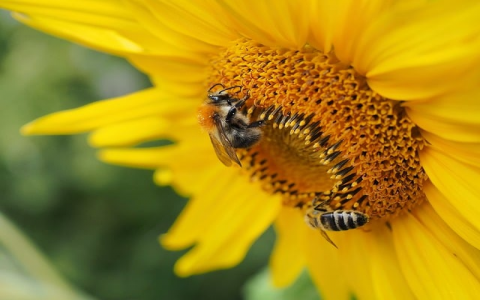 在iis中配置web服务器错误-VPS联盟