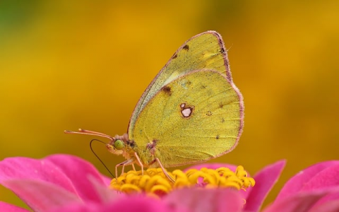 云主机租用ebadu-VPS联盟