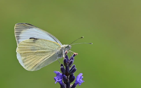 云主机无法远程连接-VPS联盟