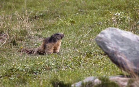 在线美国空间-VPS联盟