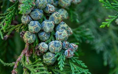 云主机玩游戏-VPS联盟