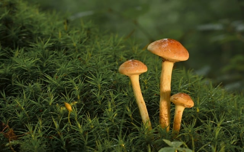 在腾讯云备案-VPS联盟