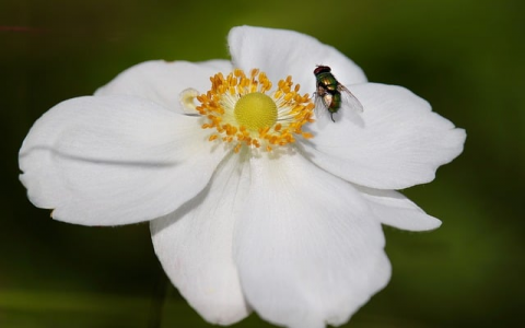 云主机宽带是什么意思-VPS联盟