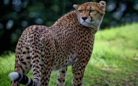 云主机流量吗-VPS联盟